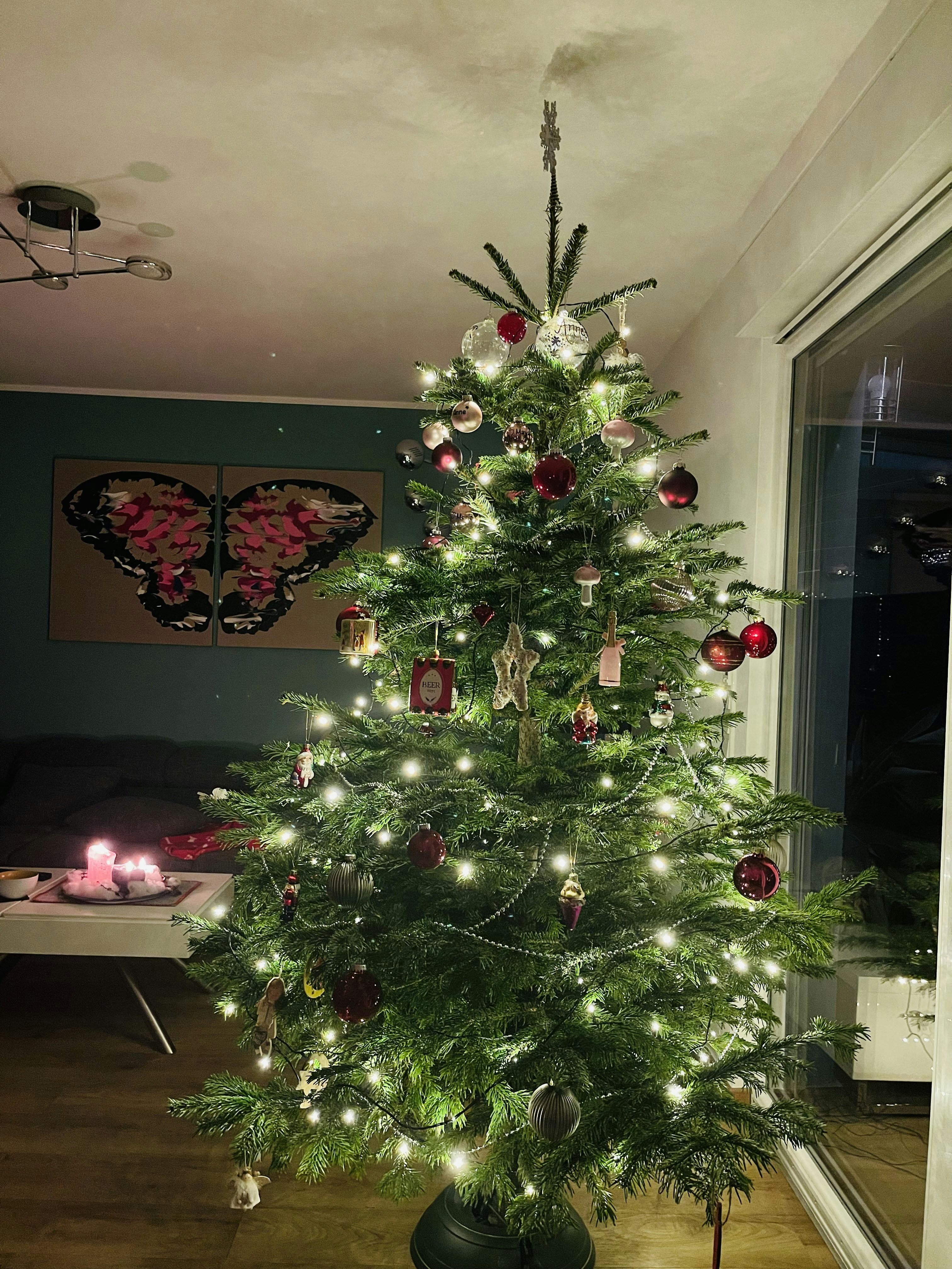 Evergreen Pine Tree