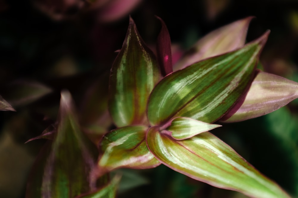 a close up of a flower with a blurry background