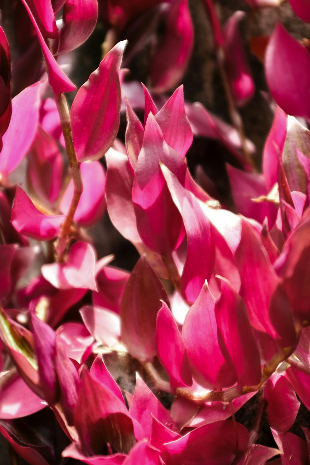 a close up of a bunch of pink flowers