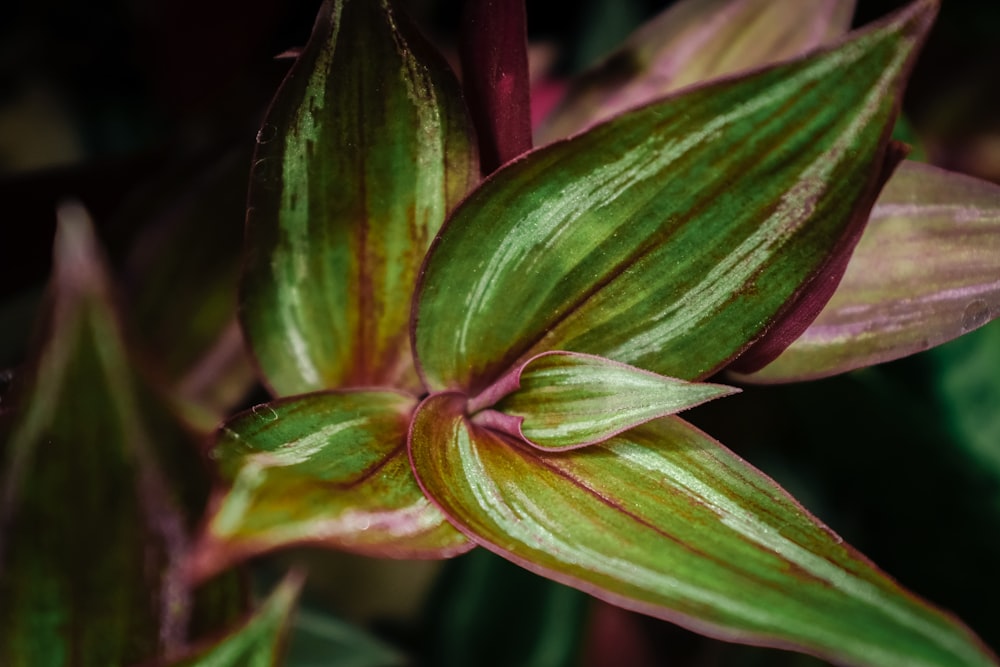 a close up of a green and purple flower