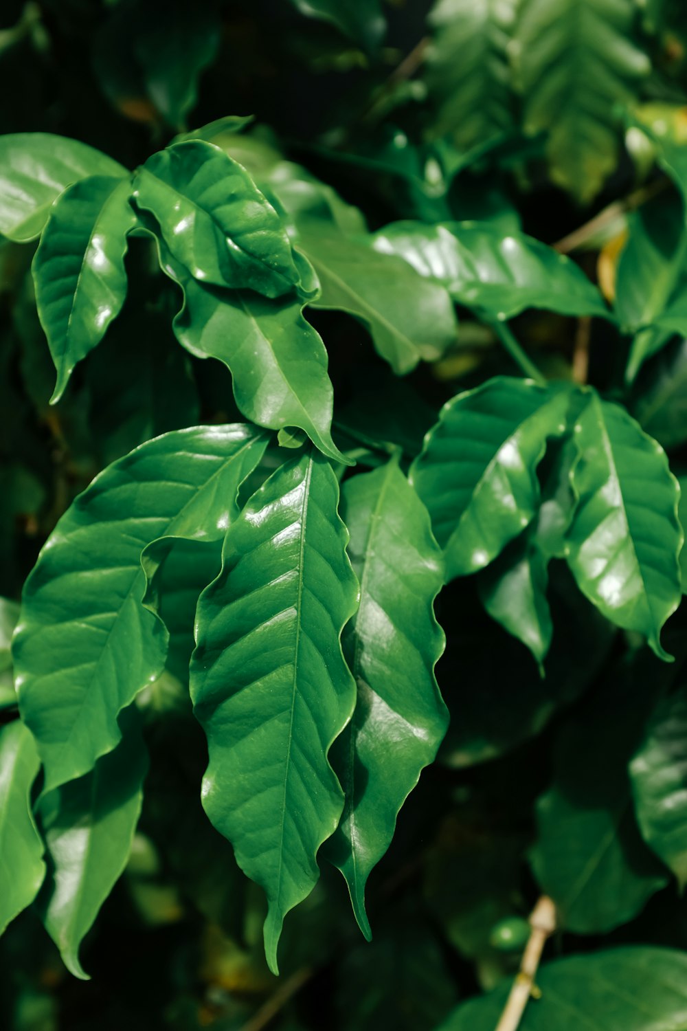 Un primo piano di una pianta a foglia verde