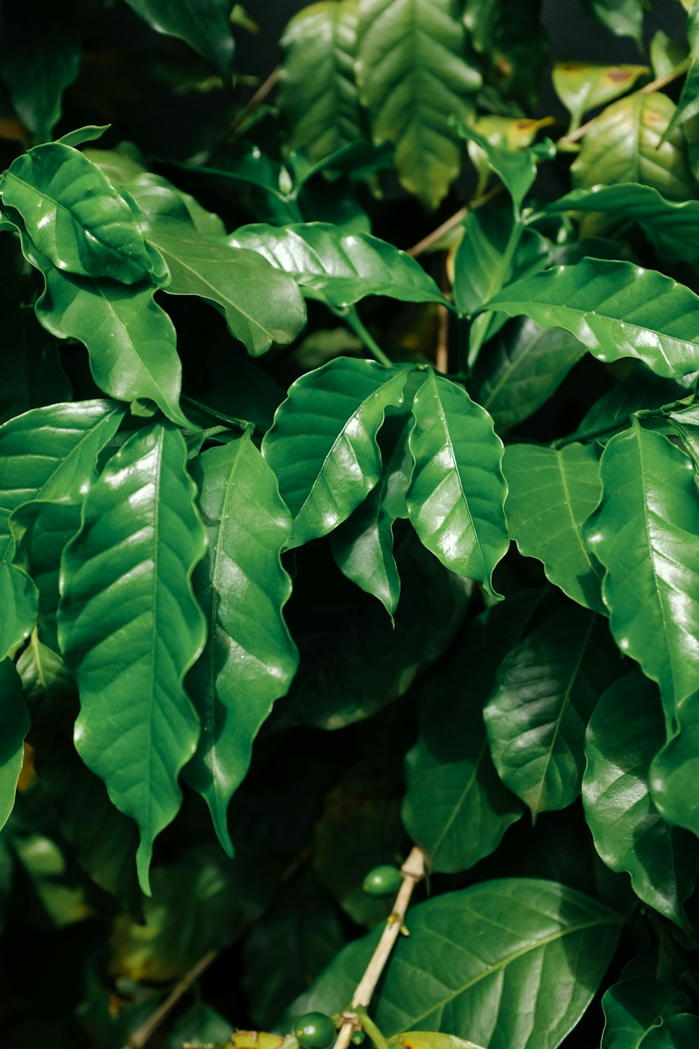 a close up of a green leafy plant