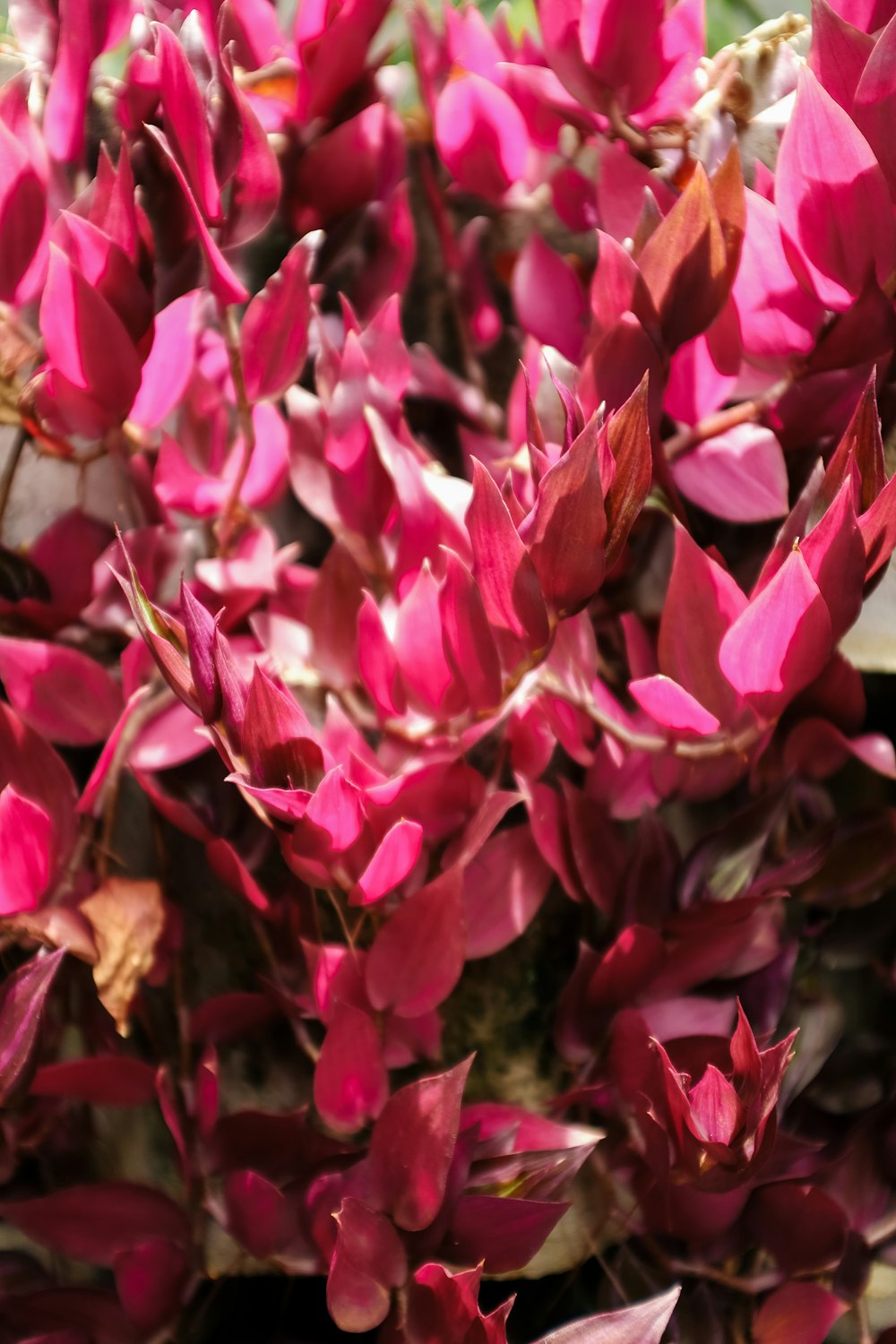 a close up of a bunch of pink flowers