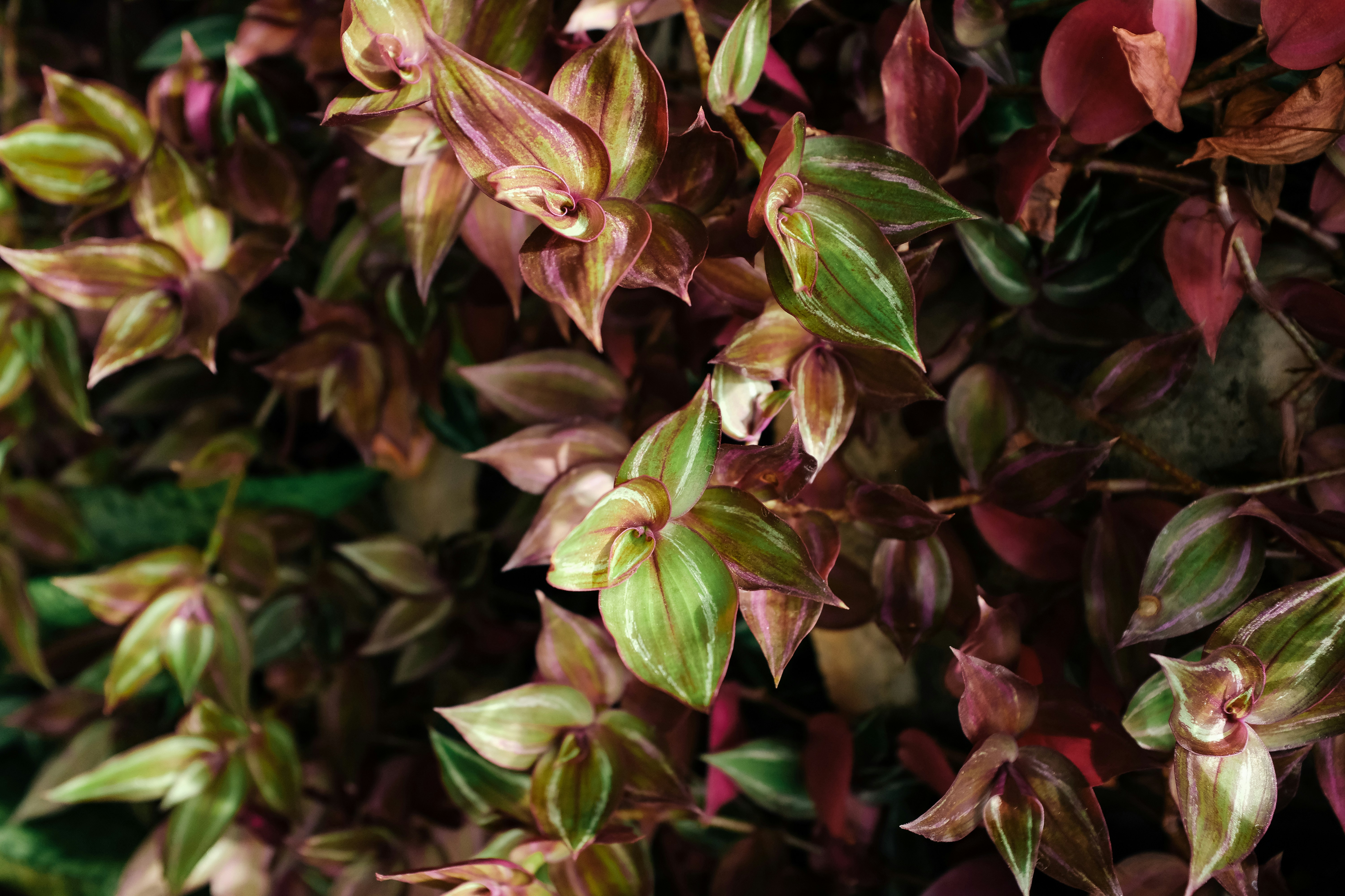 a close up of a bunch of leaves on a plant