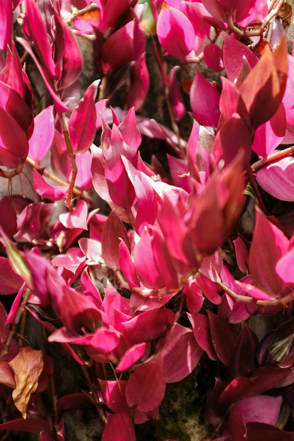 a close up of a bunch of pink flowers