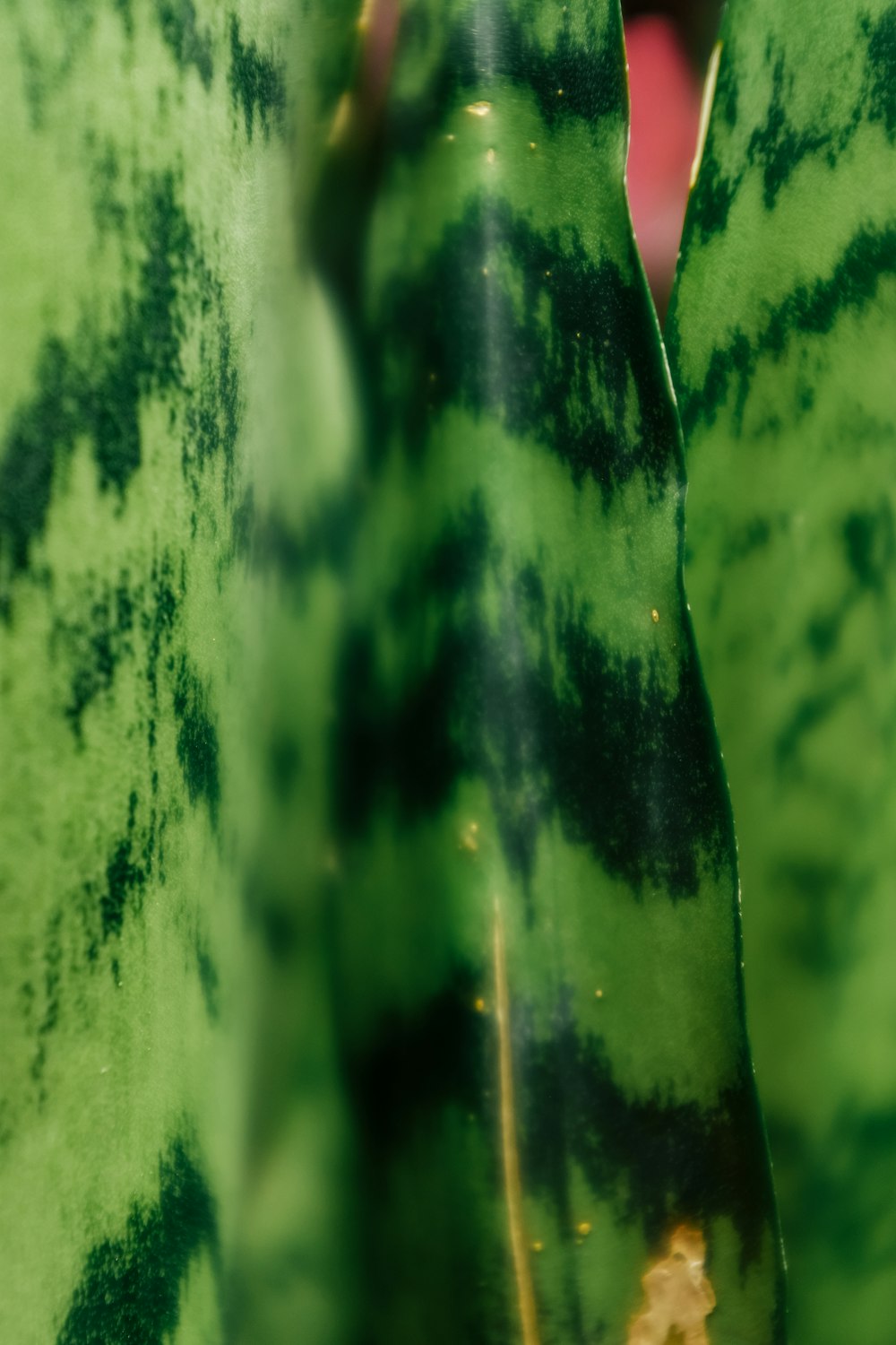 녹색과 검은 색 식물의 클로즈업