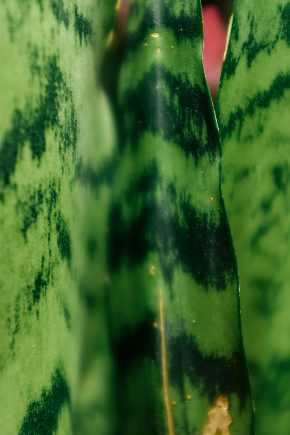 a close up of a green and black plant