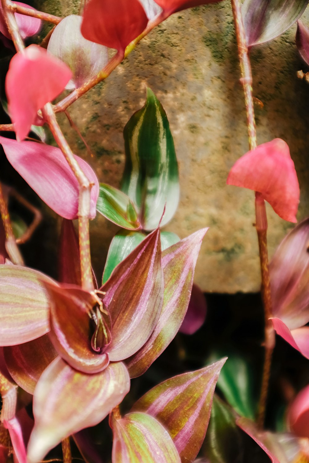 a close up of a plant with pink and green leaves