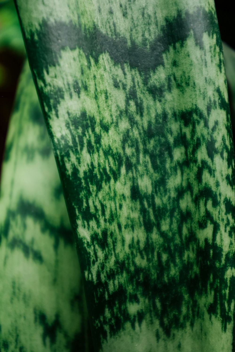 a close up of a green and black plant