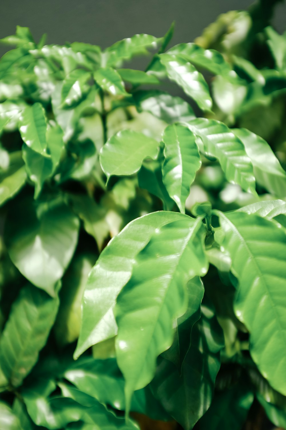 a close up of a plant with green leaves