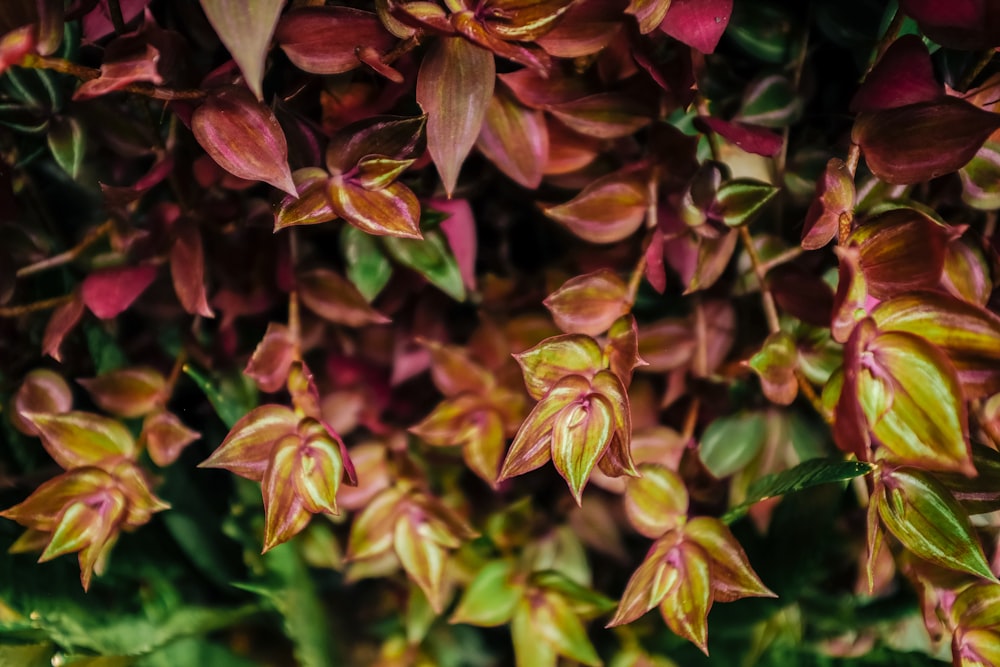 a bunch of red and yellow flowers with green leaves