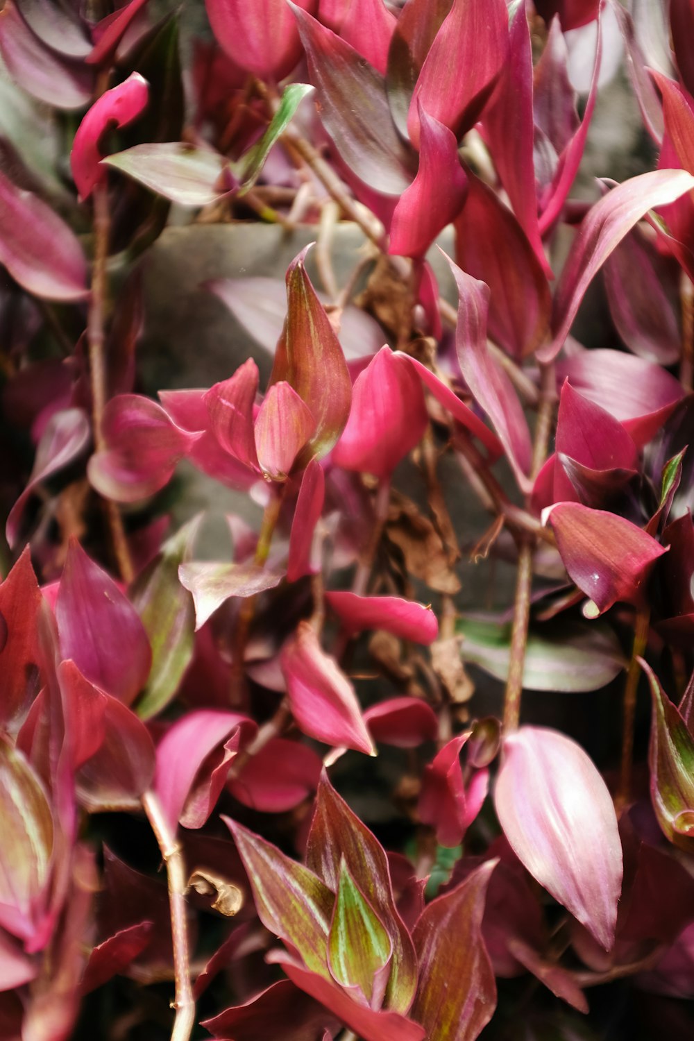 a close up of a bunch of purple flowers