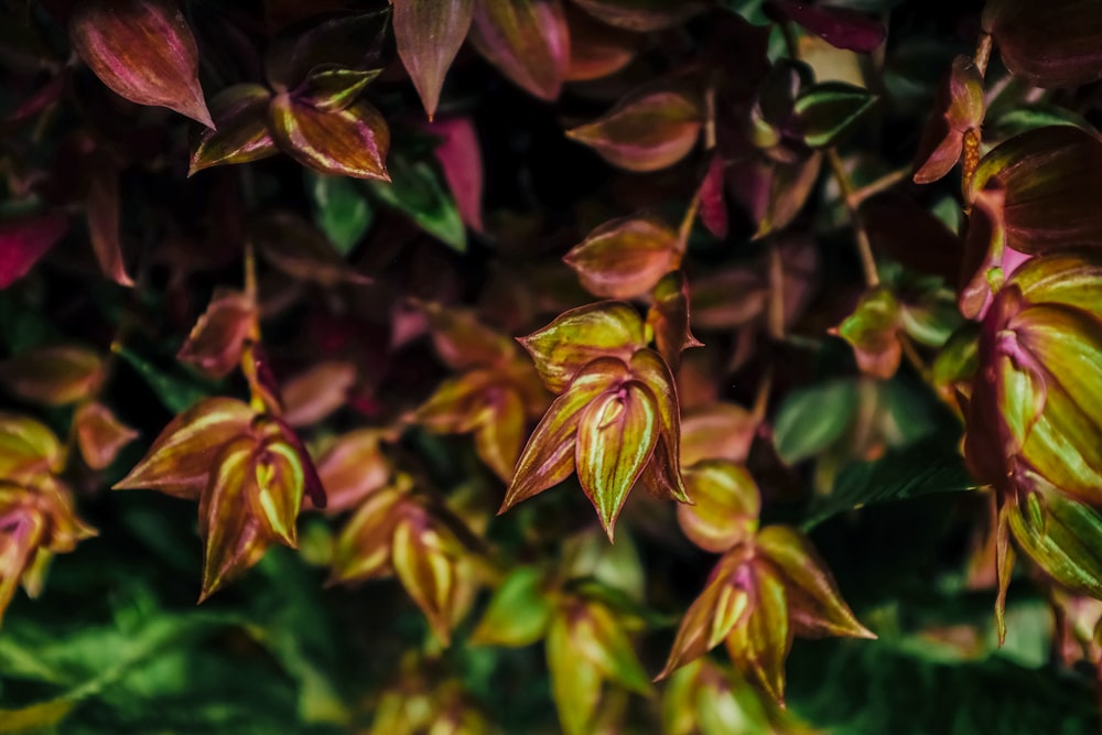 a group of red and yellow flowers with green leaves