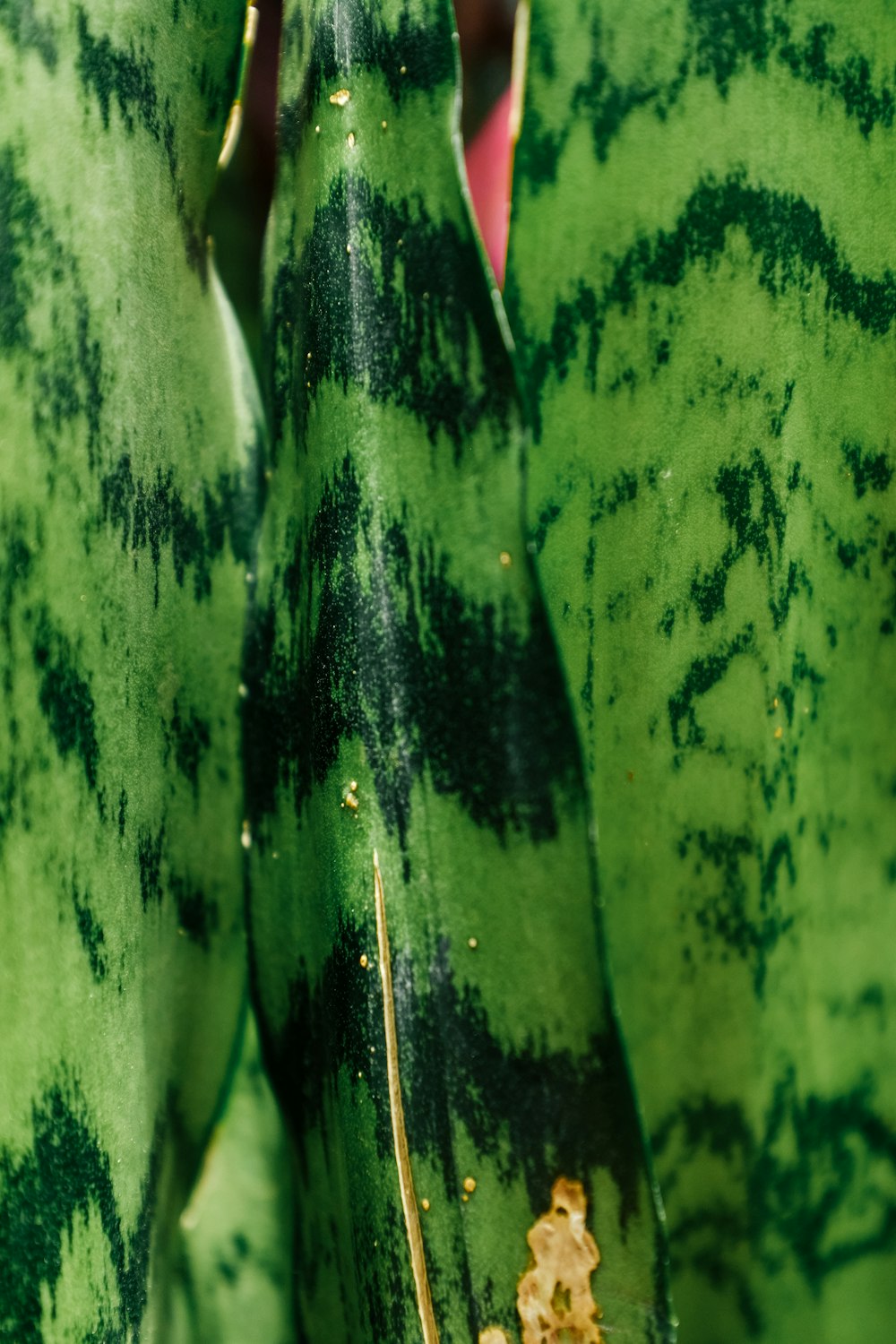 a close up of a bunch of green bananas