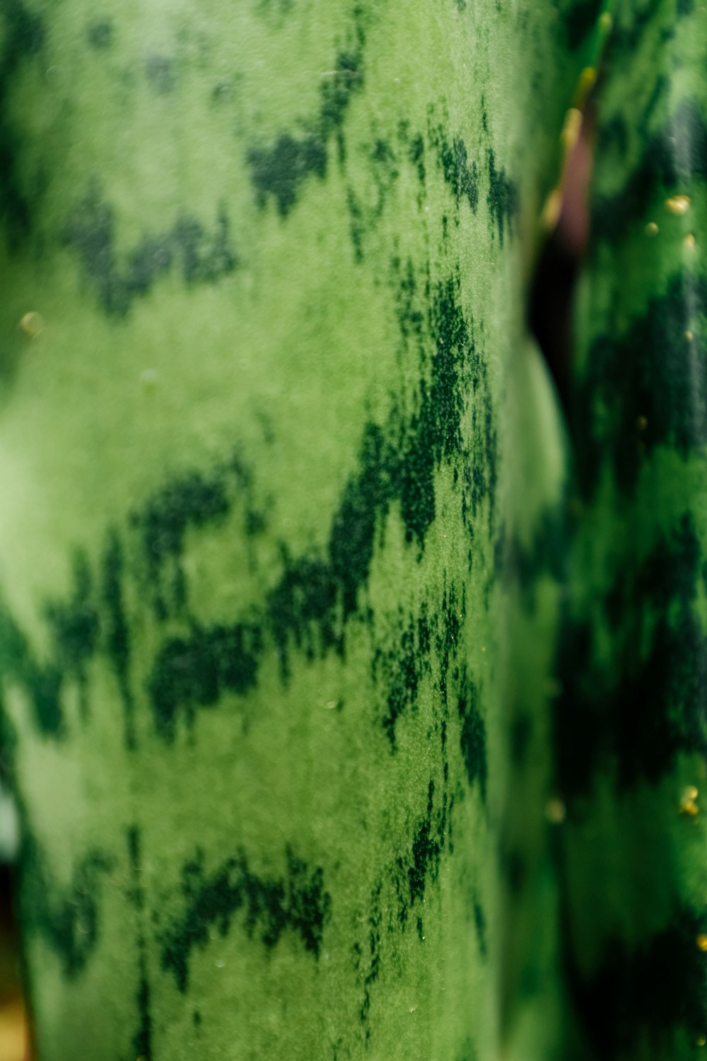 uma vista de perto de um vaso verde