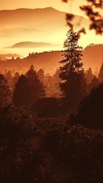 Sunset landscape with golden light spilling over hills and trees.