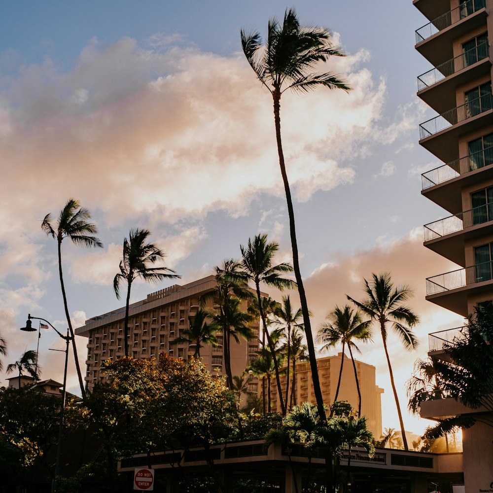 a view of a hotel with palm trees in the foreground