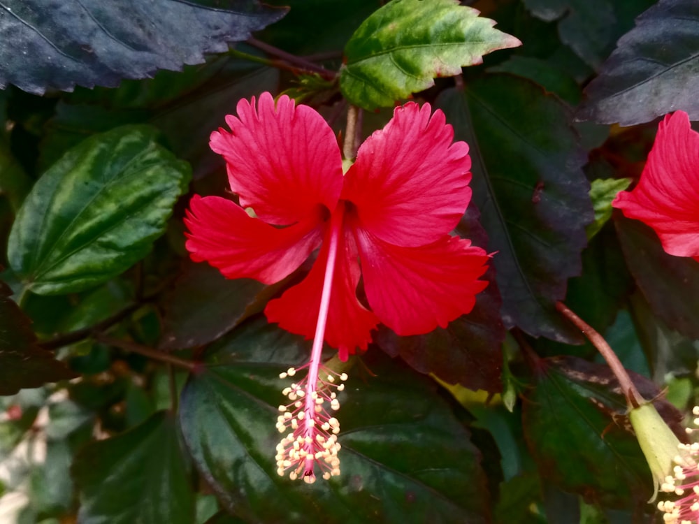 a close up of a red flower on a plant