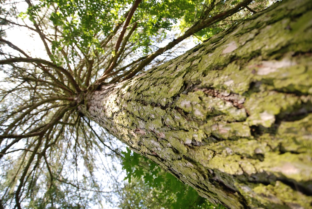 looking up at a tree in a forest