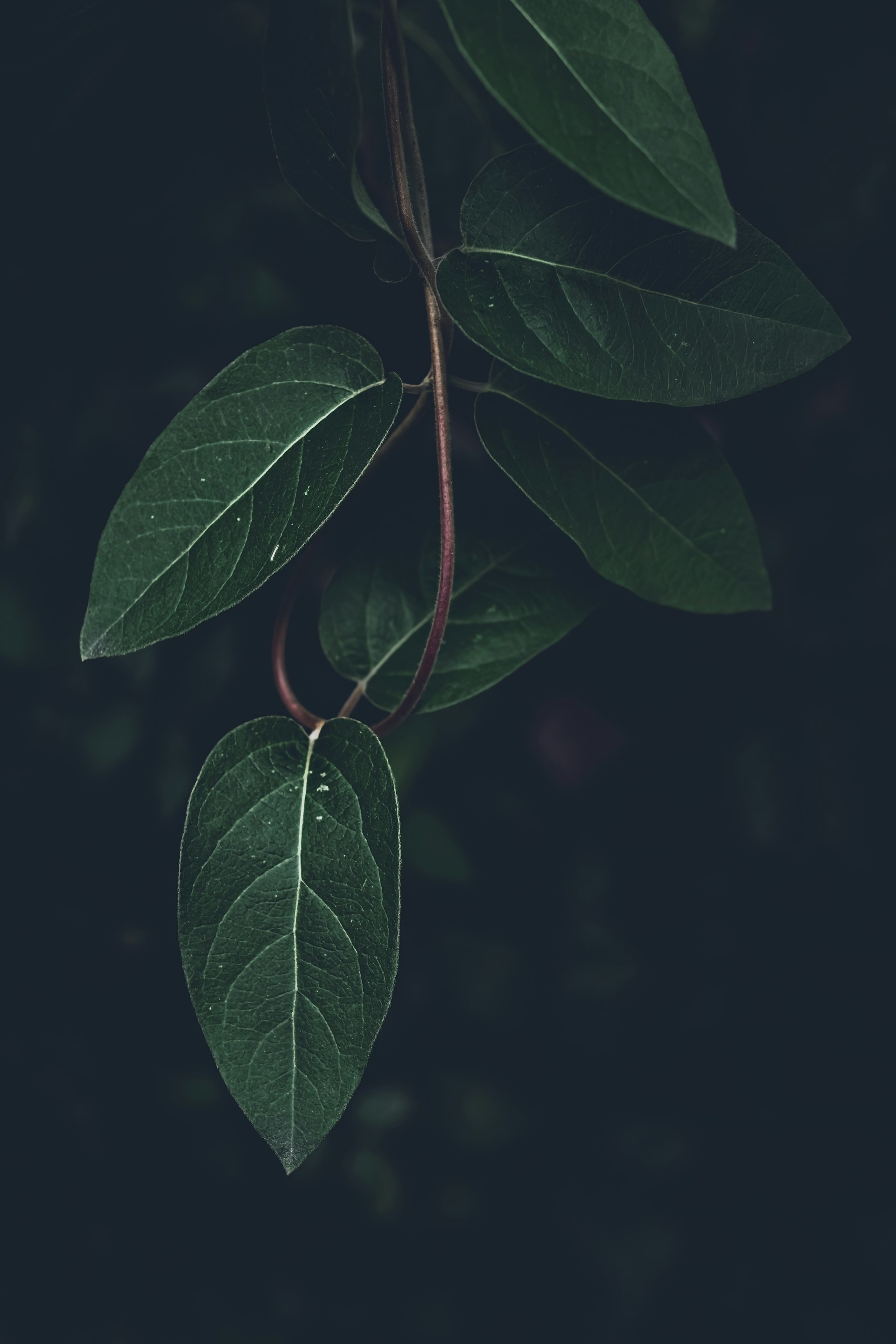 a close up of a green leaf on a tree