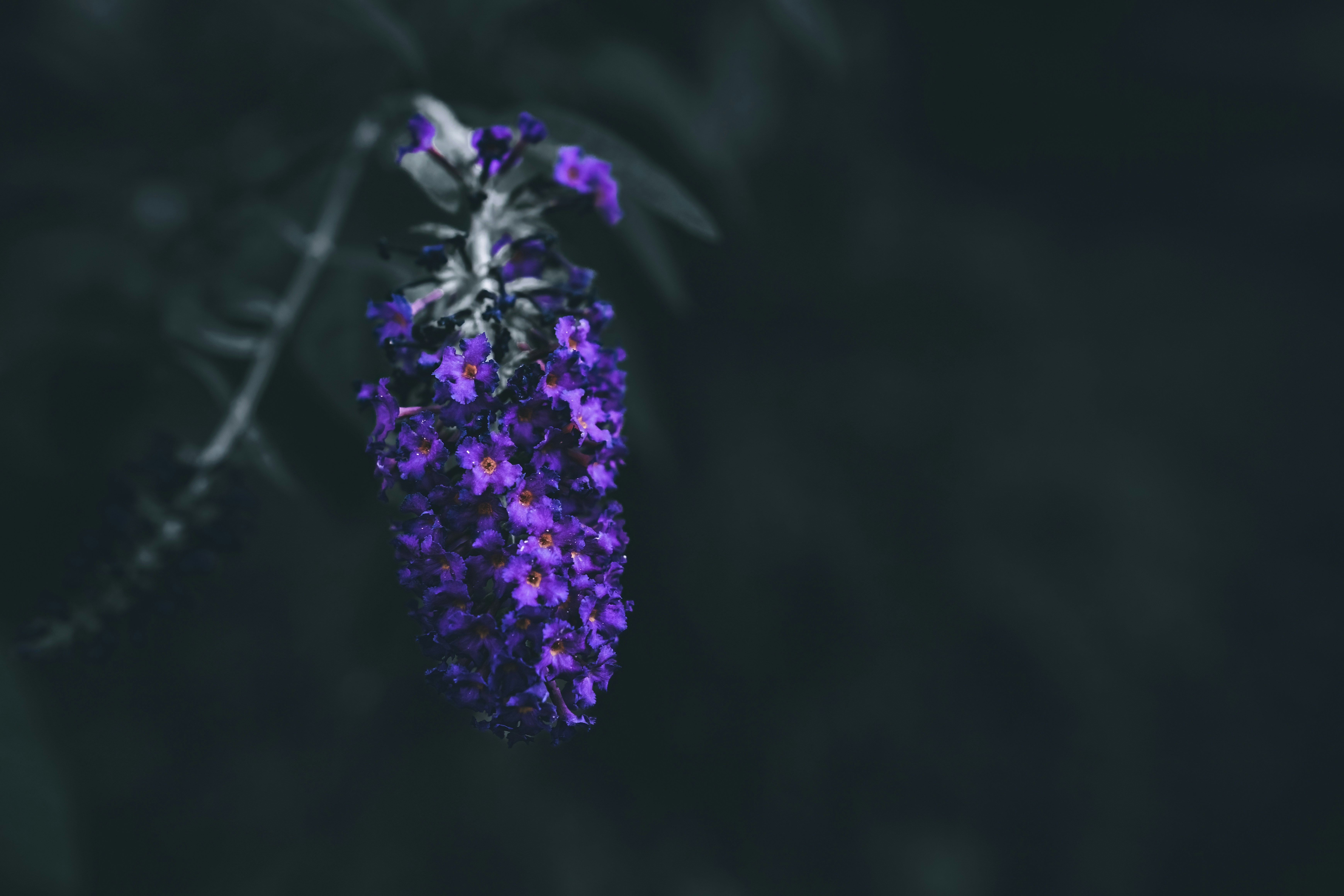 Photo by wyxina