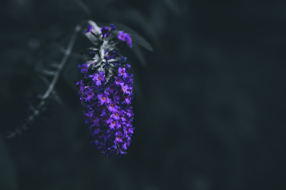 un mazzo di fiori viola seduti sulla cima di un albero