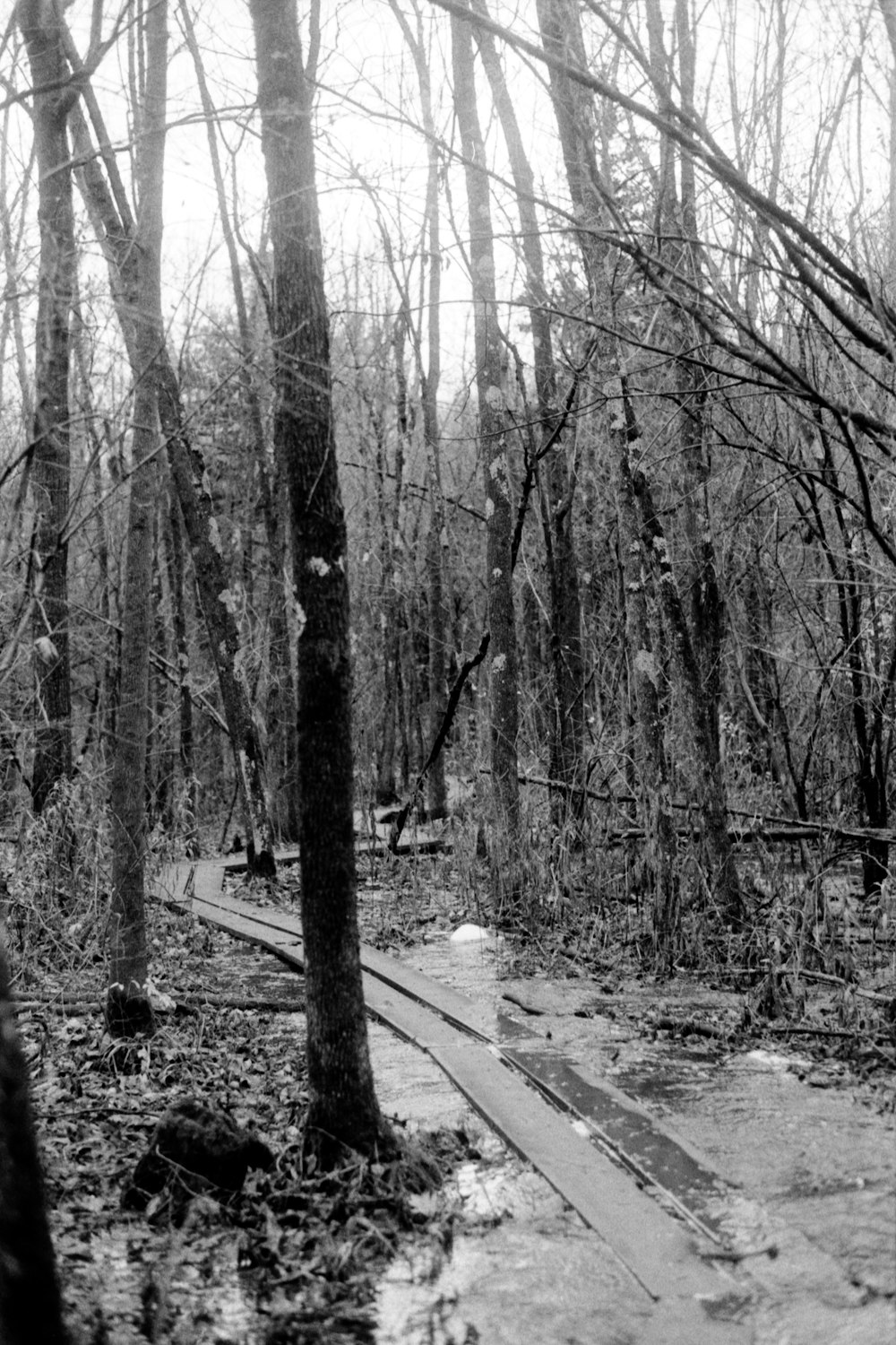 a black and white photo of a path in the woods