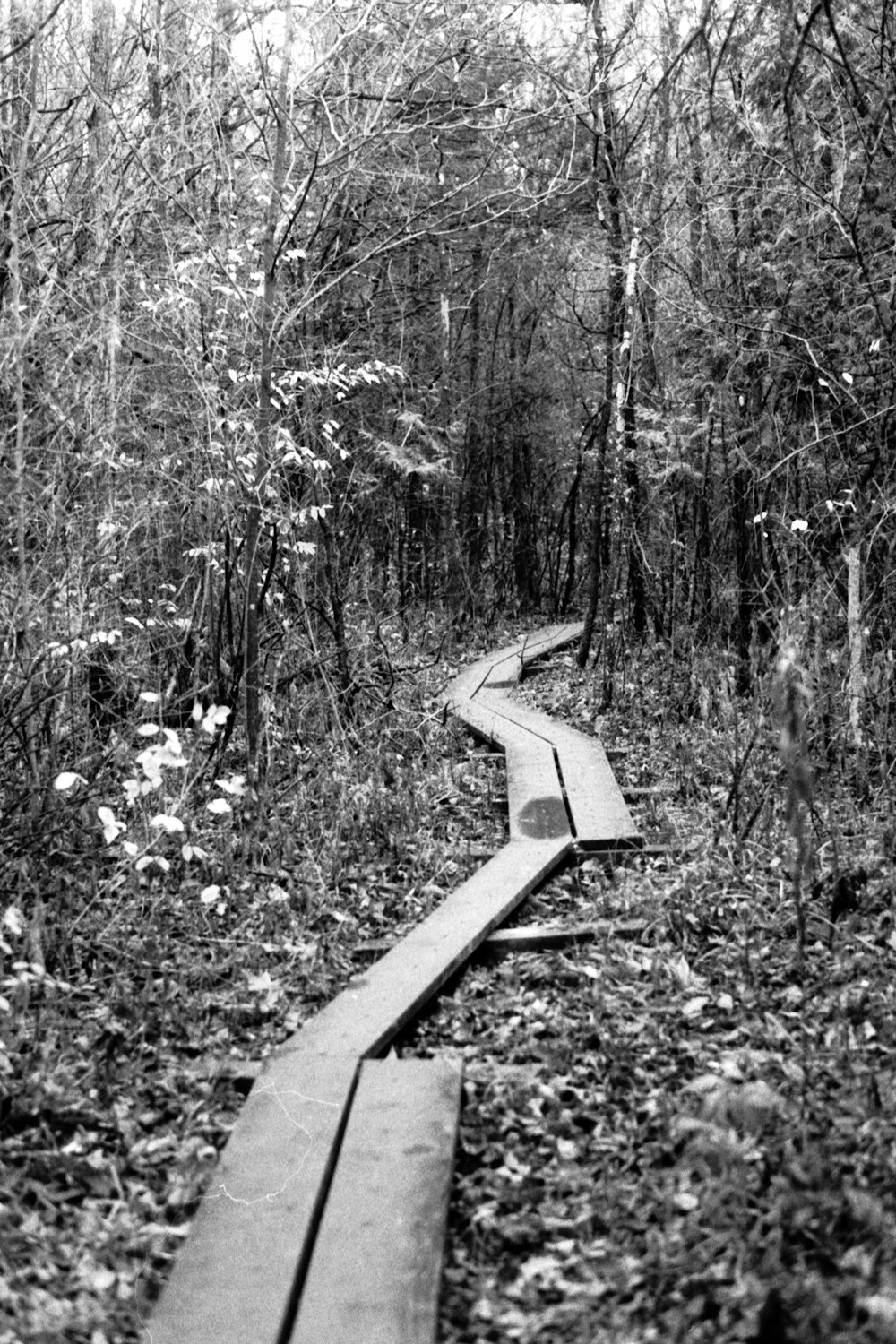 a black and white photo of a trail in the woods