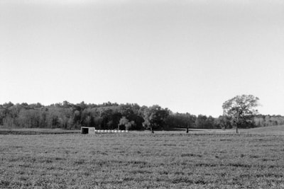 A black and white photograph of an open field with rows of grass or crops visible in the foreground. Two trees stand prominently on the right side, with a dense line of forest in the background. A small structure and some cylindrical objects are visible in the midground.