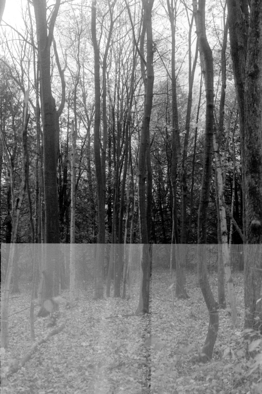 a black and white photo of trees in the woods