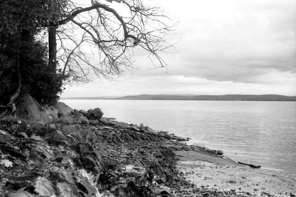 a black and white photo of a tree by the water