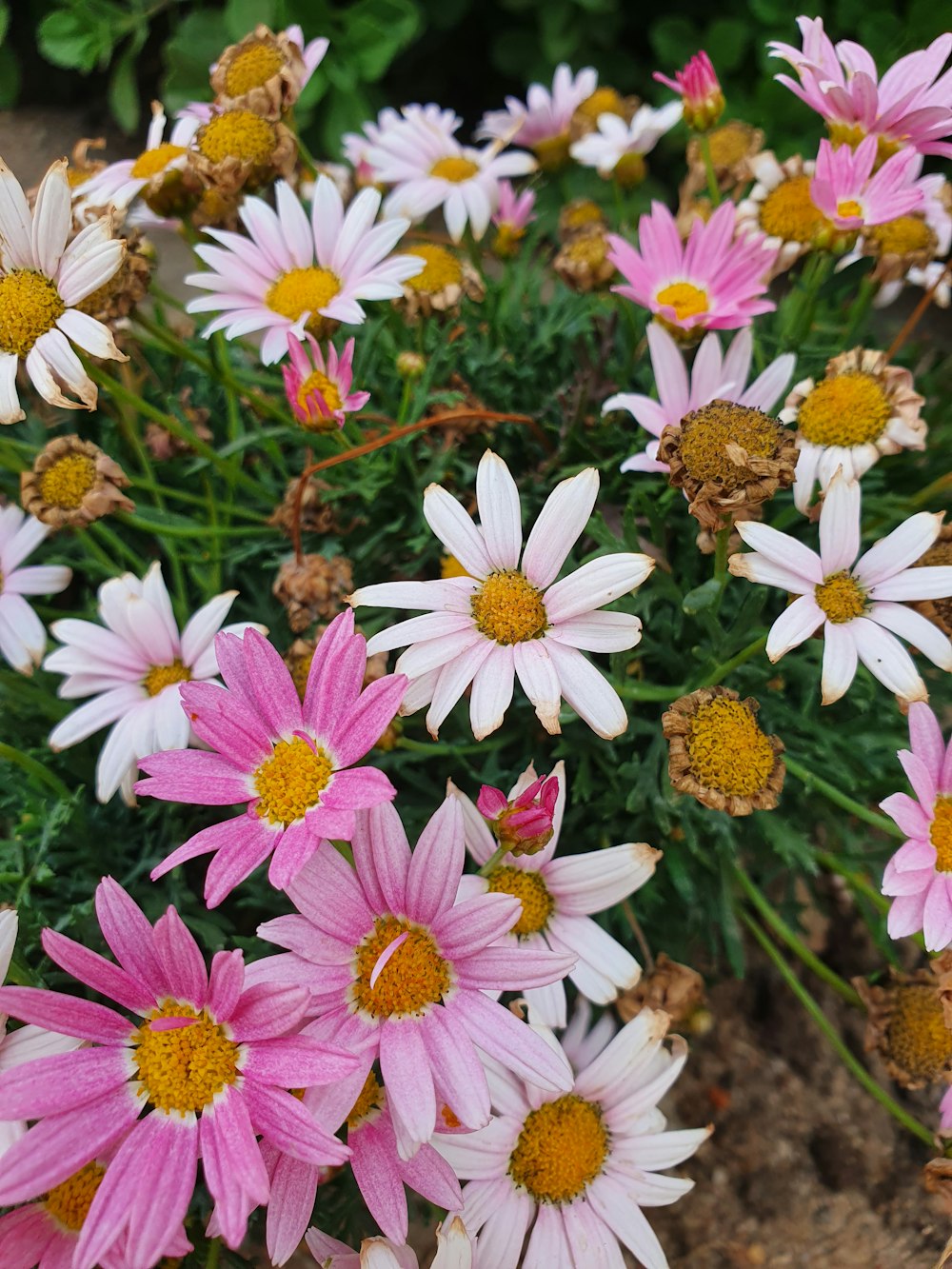 a bunch of pink and white flowers in a garden