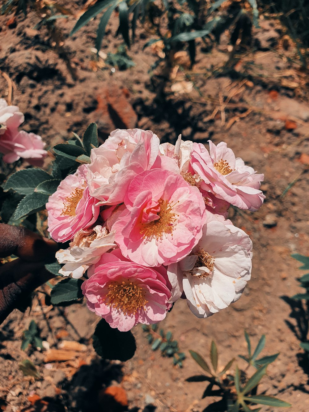 a hand holding a bunch of pink flowers