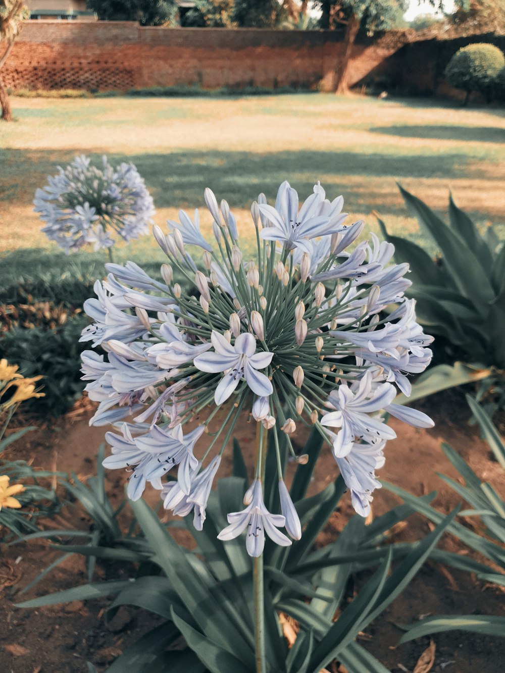 a close up of a flower in a field