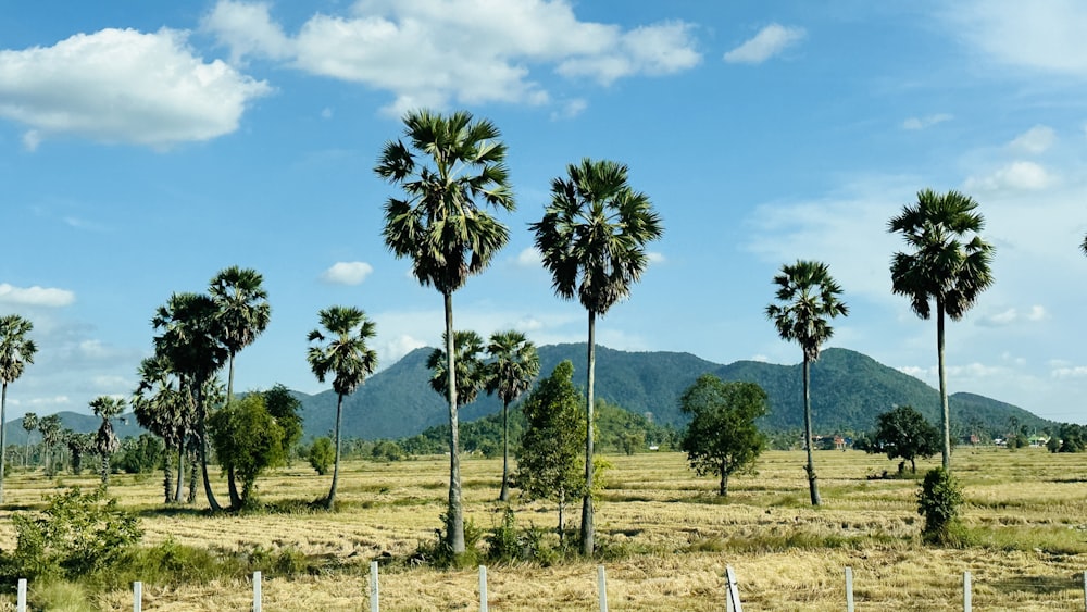 a field with palm trees and mountains in the background