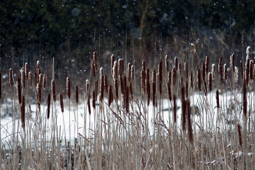 a field of tall grass covered in snow