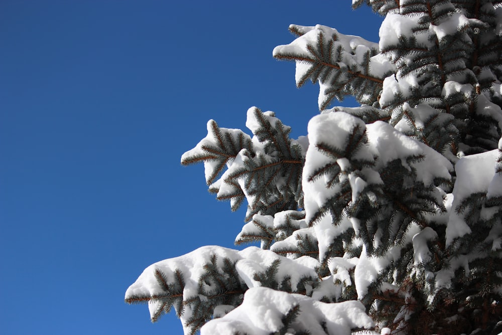 a pine tree covered in snow against a blue sky