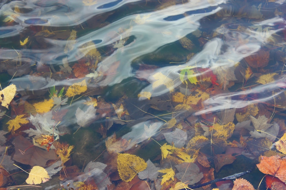 a body of water filled with lots of leaves