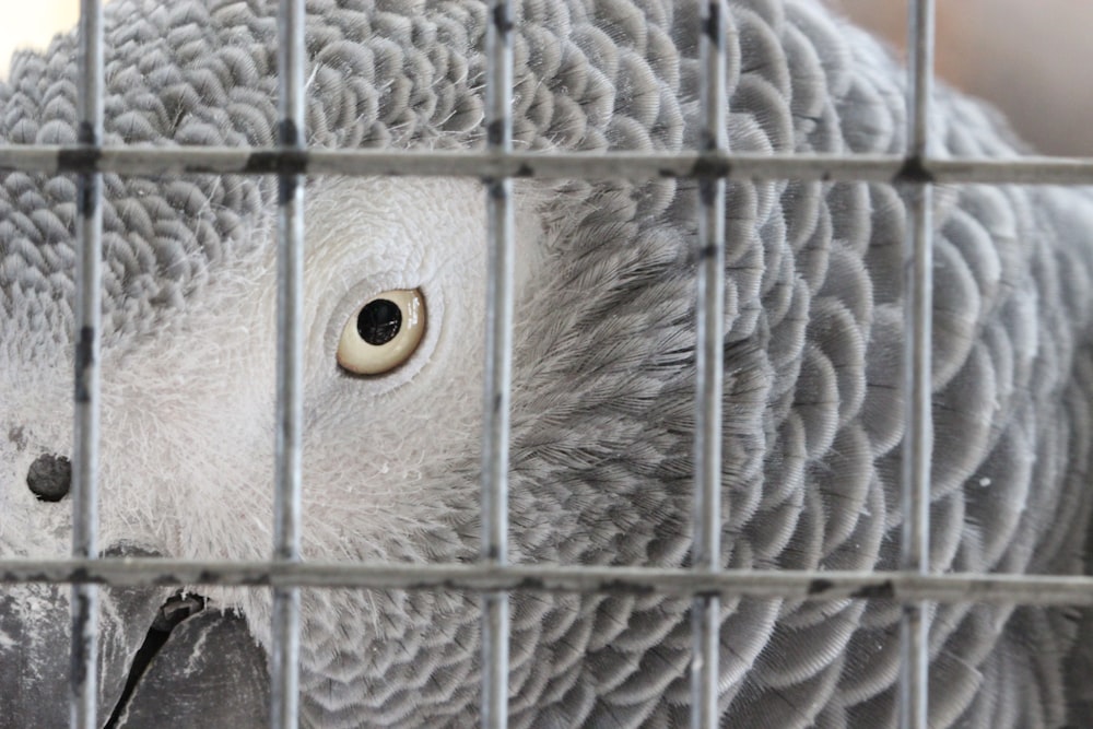 um close up de um pássaro em uma gaiola