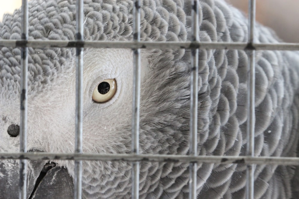 a close up of a bird in a cage