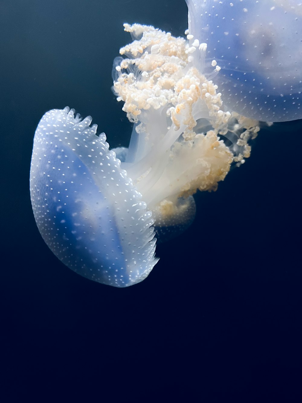 Un primo piano di una medusa nell'acqua