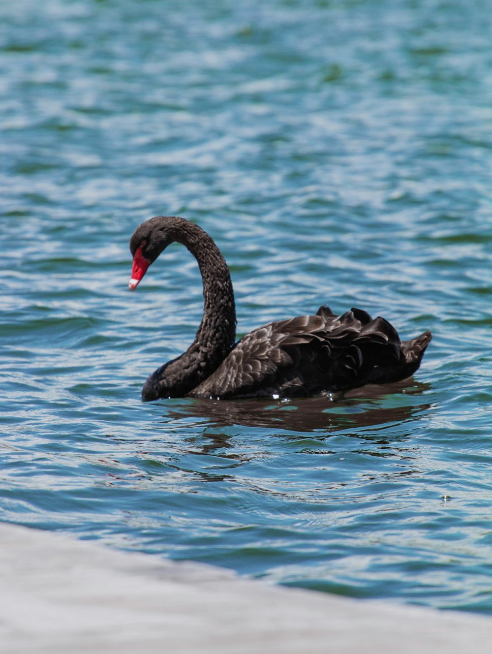 a black swan floating on top of a body of water