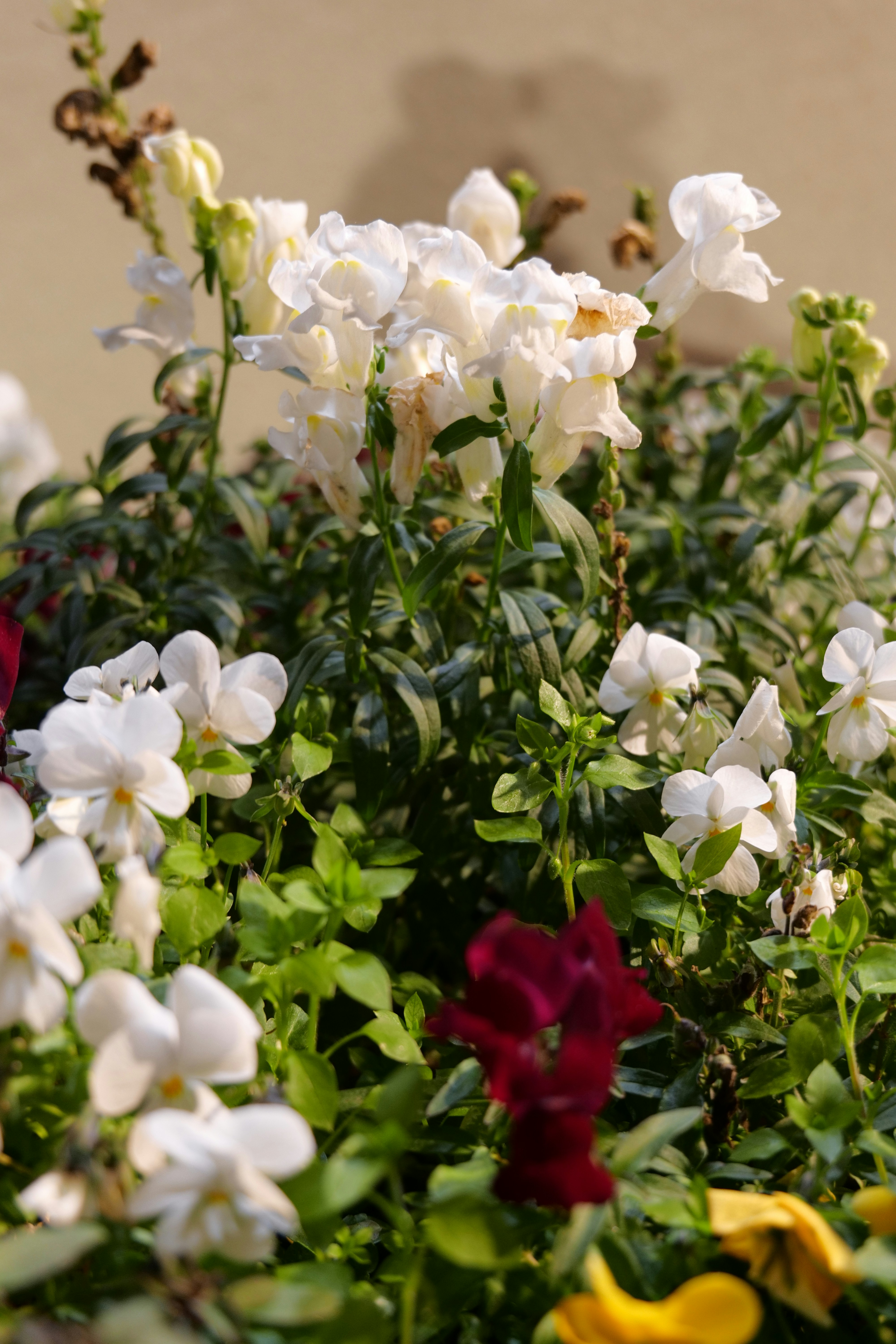 Un bouquet de fleurs blanches et rouges dans un jardin photo – Photo ...