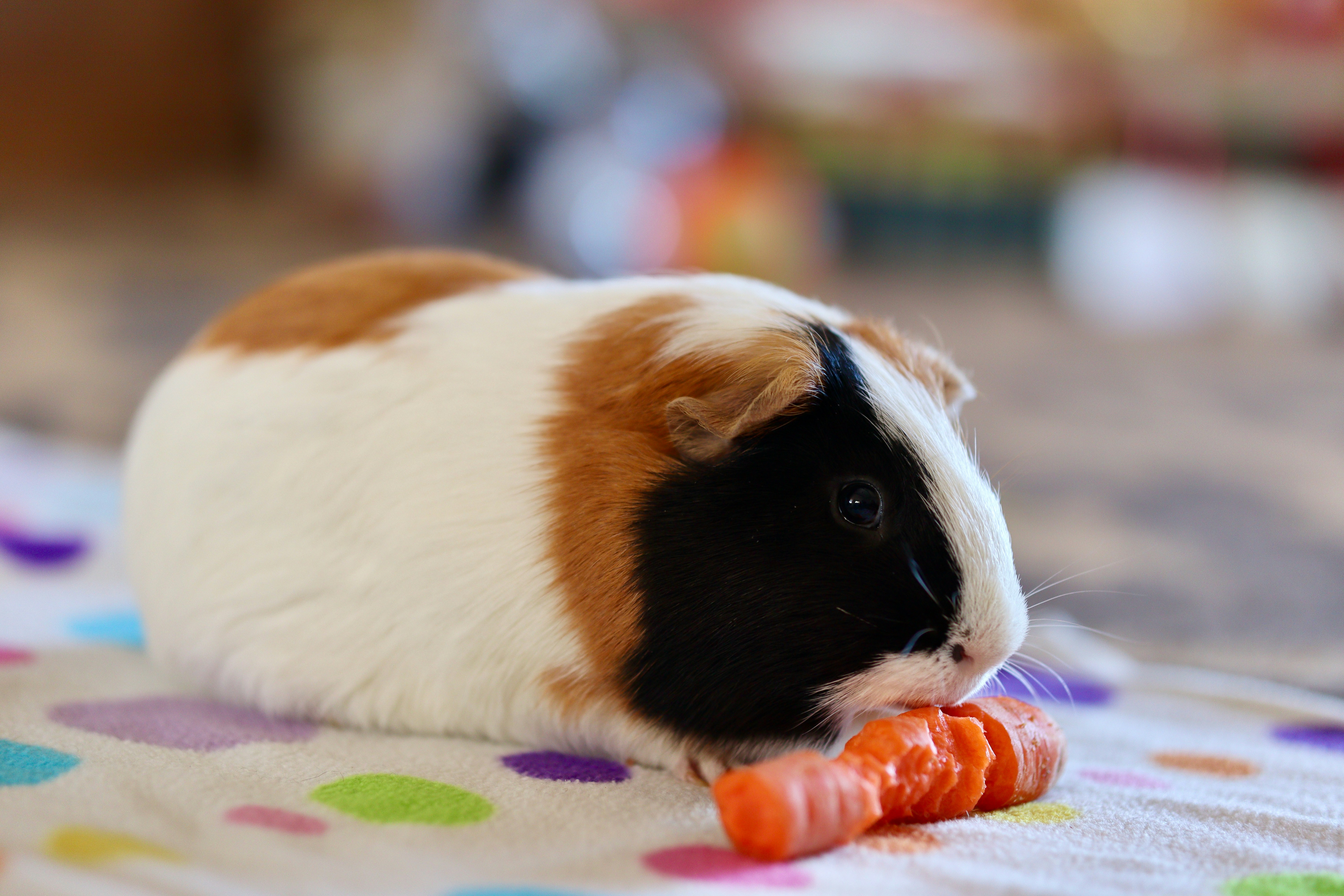 Guinea pig playing with chew toys and enrichment items
