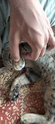 A smiling pet owner gently holding their cat next to a basket of Dark Tiger supplies.
