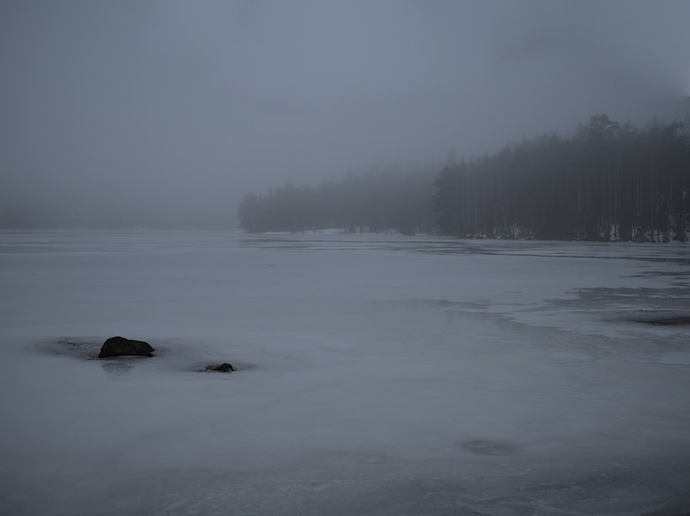 a body of water surrounded by trees in the fog