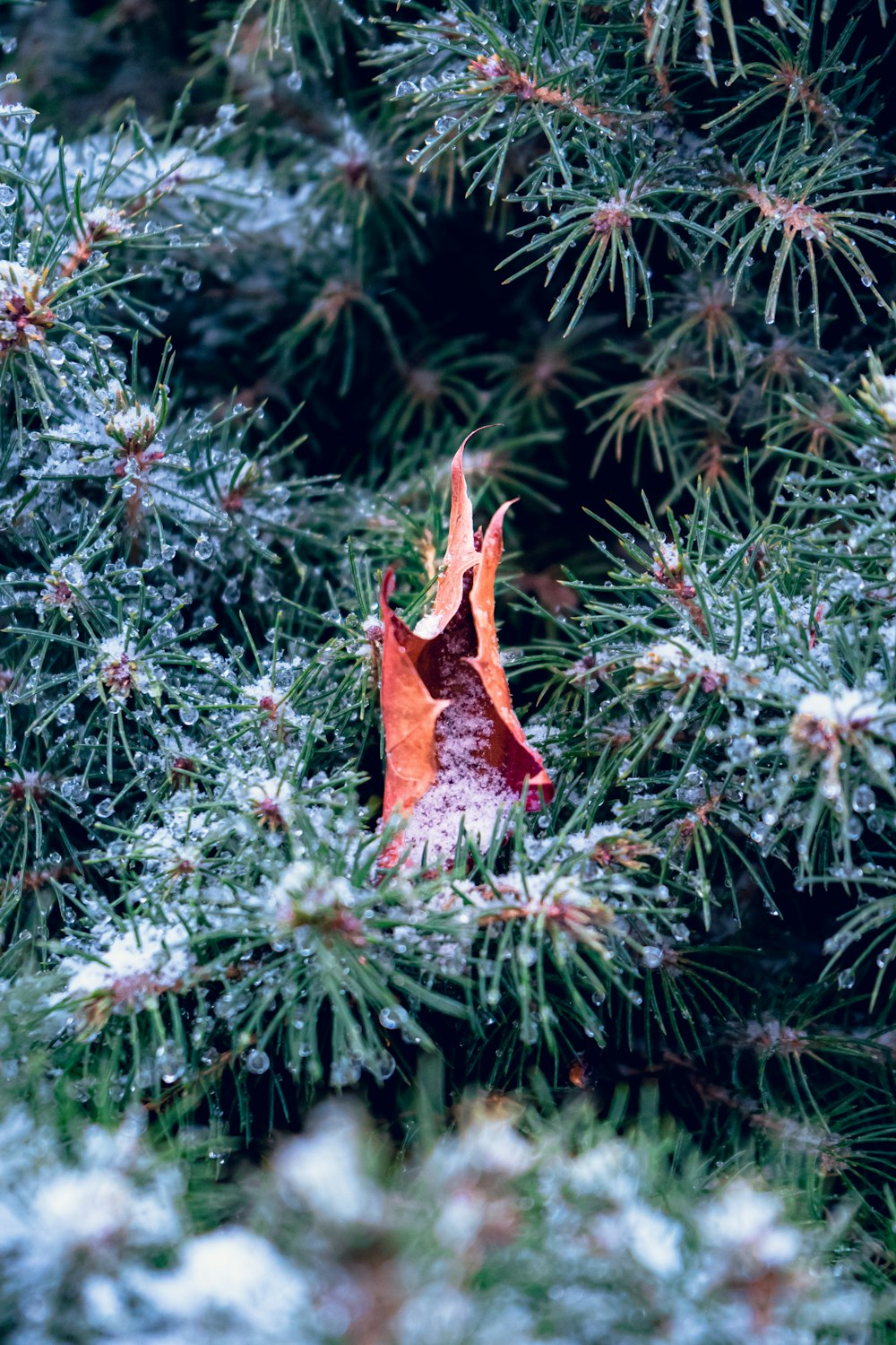 a leaf is sitting in the middle of a tree