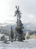 A serene winter landscape with Nordmann firs in the background.