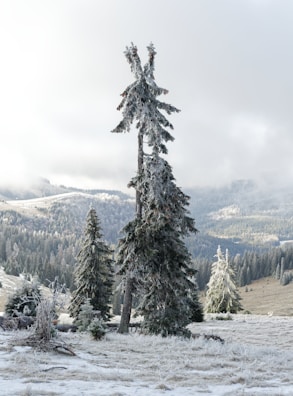 A serene winter landscape with Nordmann firs in the background.