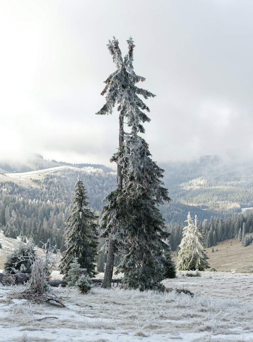 a snow covered field with trees and mountains in the background